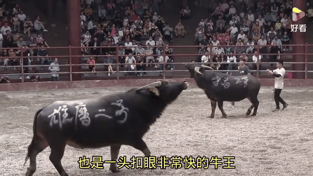 绿衫军与黄色战车激烈对抗，尼克斯难逢胜利的简单介绍